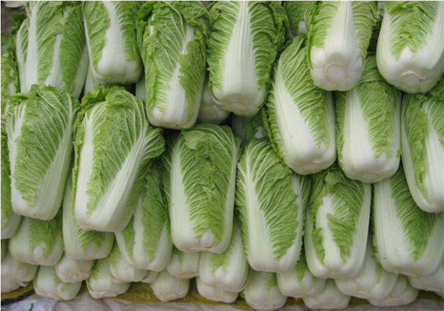 白菜冷库
