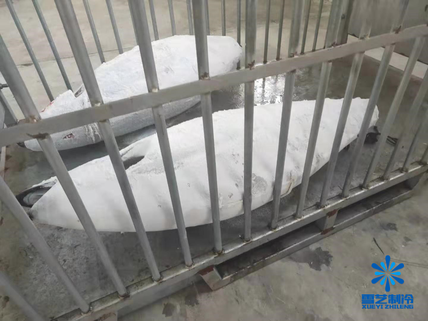 金枪鱼超低温冷库造价